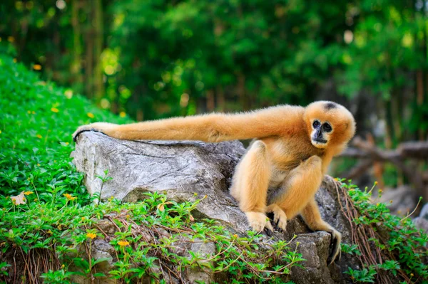 Bild Kvinnliga Norra Vitkindade Gibbon Naturen Bakgrund Vilda Djur — Stockfoto