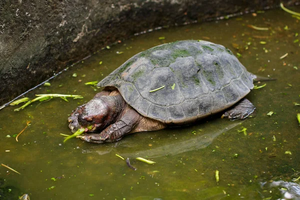 Изображение Гигантской Азиатской Черепахи Азиатской Гигантской Черепахи Heosemys Grandis Воде — стоковое фото