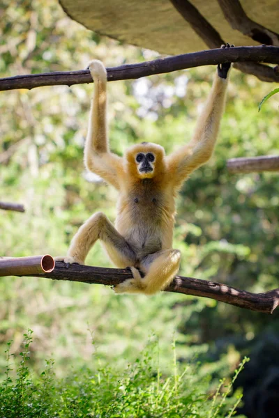 Bild Kvinnliga Norra Vitkindade Gibbon Naturen Bakgrund Vilda Djur — Stockfoto
