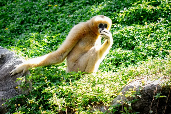 Immagine Una Femmina Gibbone Dalle Guance Bianche Del Nord Sfondo — Foto Stock