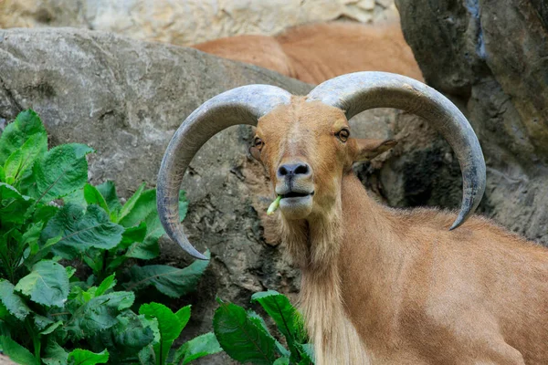 Image Barbary Sheep Nature Background Wildlife Animals — Stockfoto