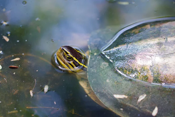 Sudaki Sarı Kafalı Tapınak Kaplumbağası Sürüngen Hayvanlar — Stok fotoğraf