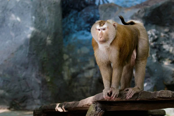 Imagen Monos Macacos Cola Cerdo Sobre Fondo Natural Animales Vida — Foto de Stock
