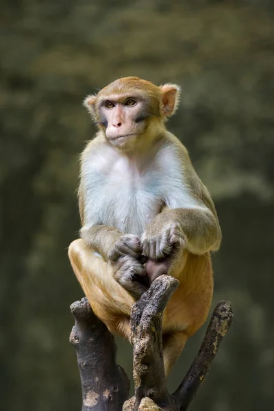Image Monkey Sitting Tree Branch Wildlife Animals — Foto de Stock