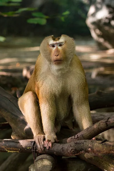 Bild Pig Tailed Macaque Apor Naturen Bakgrund Djur Från Vilda — Stockfoto