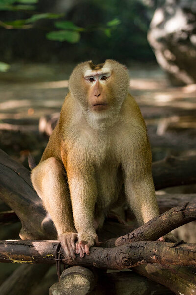 "Image of Pig-tailed Macaque monkeys on nature background. Wildlife Animals."