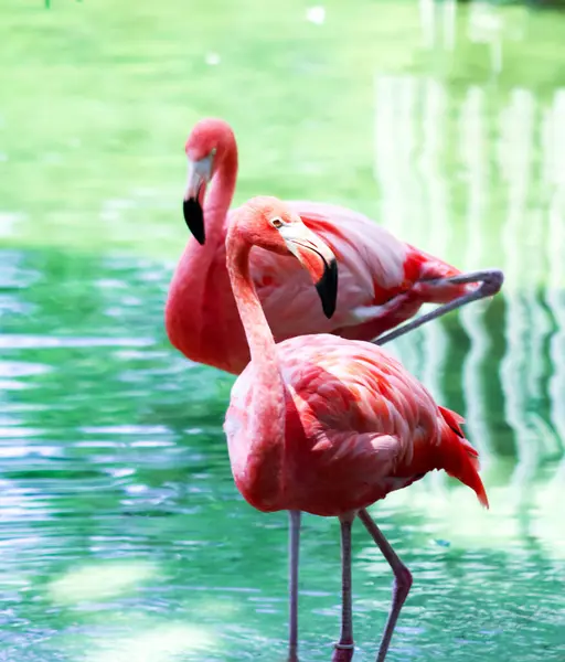 Beautiful Breathtaking Wildlife Cuba — Fotografia de Stock