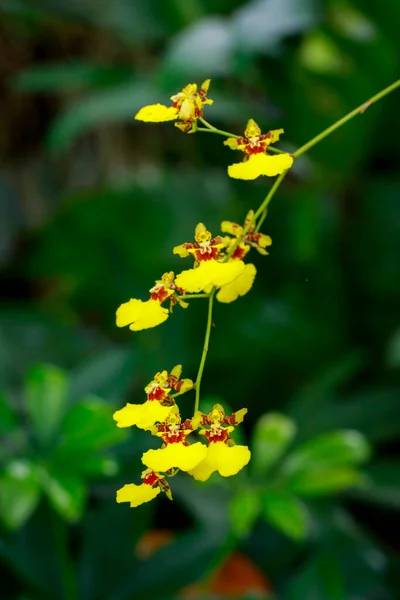 Image Fleur Jaune Orchidée Oncidium Dans Jardin — Photo