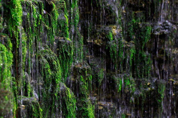 Образ Водопада Растениями Каменной Стены Саду — стоковое фото