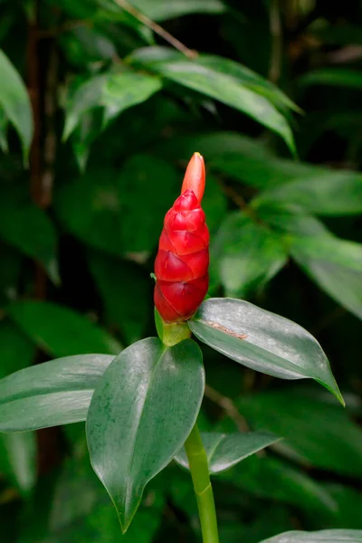 Image Red Button Ginger Costus Woodsonii Red Malay Ginger Garden — Stock Photo, Image