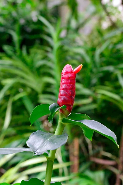Image Red Button Ginger Costus Woodsonii Red Malay Ginger Garden — Zdjęcie stockowe