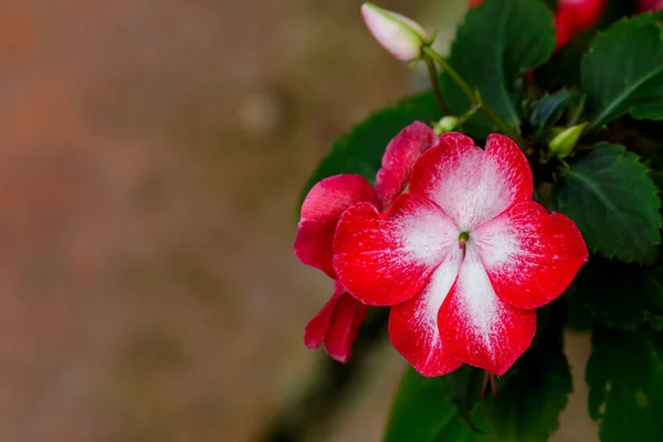 Imagen Red Growing Impatiens Flores Jardín —  Fotos de Stock