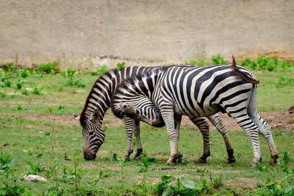 Doğanın Arka Planında Bir Zebra Resmi Vahşi Hayvanlar — Stok fotoğraf
