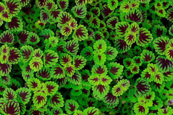 Image Painted Nettle Flame Nettle Solenostemon Scutellarioides Garden — Fotografia de Stock