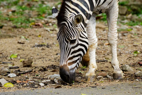 Image Zebra Nature Background Wild Animals — Stockfoto