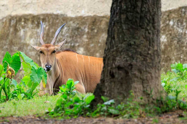 Immagine Patria Comune Eland Eland Meridionale Antilope Dell Eland Taurotragus — Foto Stock