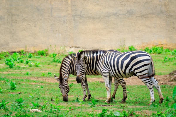 Imagem Duas Zebras Estão Comendo Grama Fundo Natureza Animais Selvagens — Fotografia de Stock