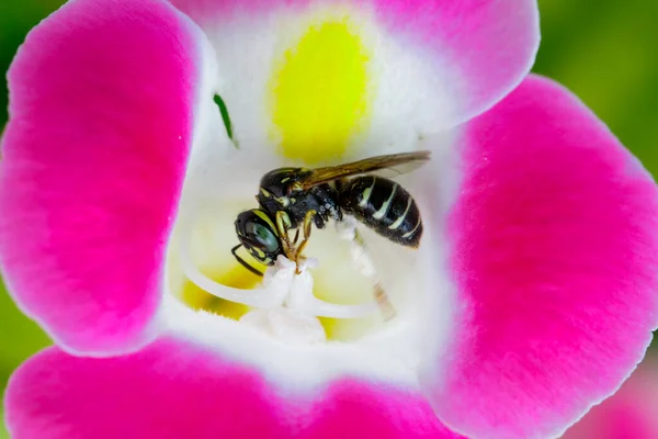 Afbeelding Van Bijen Zat Bloem Achtergrond Van Natuur Insect Dieren — Stockfoto