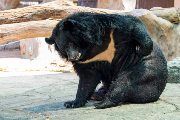 黑熊的形象 野生动物 — 图库照片