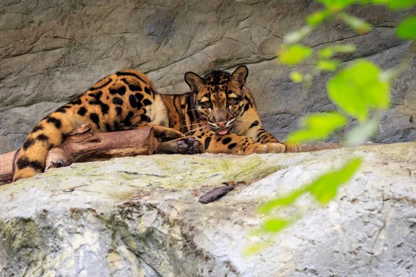 Image Clouded Leopard Relax Rocks Wildlife Animals — Stock Photo, Image