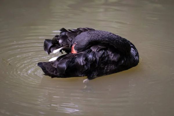 Εικόνα Ενός Μαύρου Κύκνου Στο Νερό Άγρια Ζώα — Φωτογραφία Αρχείου