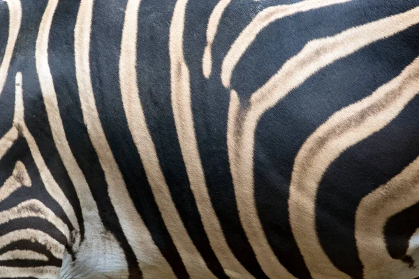 Absztrakt Háttér Bőr Zebra Fehér Fekete Színű Vadon Élő Állatok — Stock Fotó