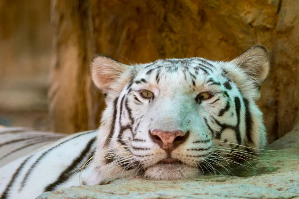 Imagen Tigre Blanco Sobre Fondo Natural Animales Salvajes —  Fotos de Stock