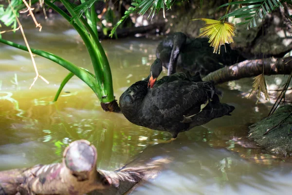 Image Black Swan Water Wildlife Animals — Foto de Stock