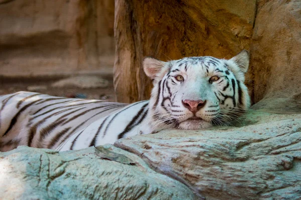 Immagine Una Tigre Bianca Sullo Sfondo Della Natura Animali Selvatici — Foto Stock