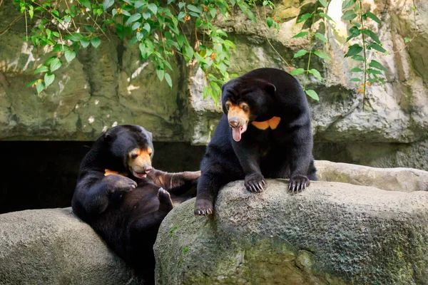 Image Malayan Sun Bear Relax Rocks Wild Animals — 图库照片