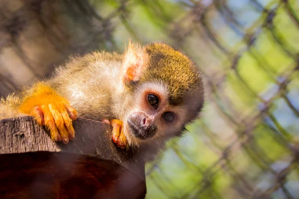 Εικόνα Του Ένας Σκίουρος Μαϊμού Μέσα Στο Κλουβί Άγρια Ζώα — Φωτογραφία Αρχείου