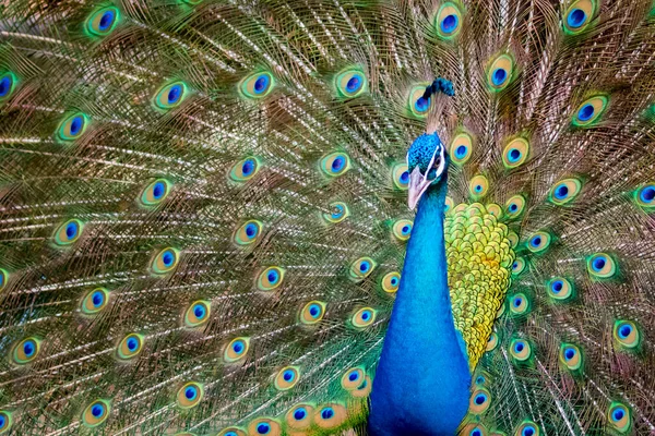 その美しい羽を示す孔雀のイメージ 野生動物 — ストック写真