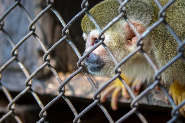 Image Squirrel Monkey Cage Wild Animals — Stock Photo, Image