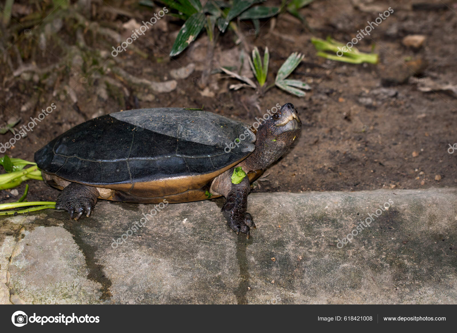 Image Northern River Terrapin Turtle Batagur Baska Floor Reptile
