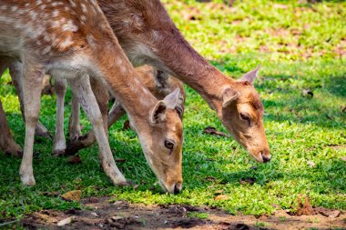 Doğa arka planında bir geyik resmi