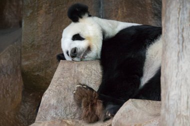 Bir panda görüntüsü kayanın üzerinde uyuyor.