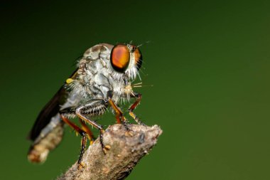 Bir ağaç dalında Hırsız Sineği (Asilidae) resmi. Böcek. Hayvan..