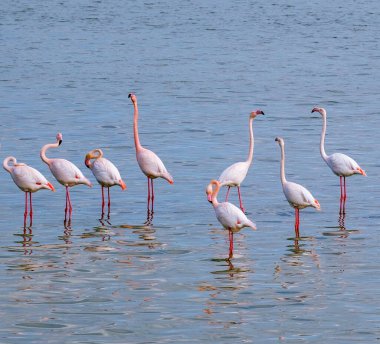 Kıbrıs Rum Kesimi Vahşi Yaşam filmleri flamingo   
