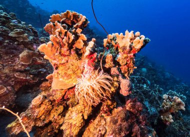 Su altı görüntüsü mercanları