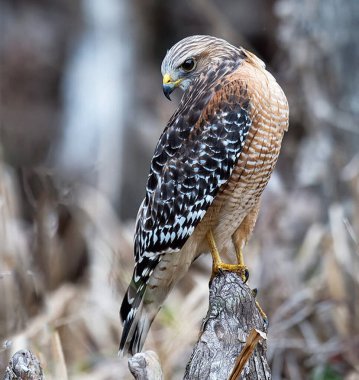 Doğal ortamdaki kuşun yakın görüntüsü