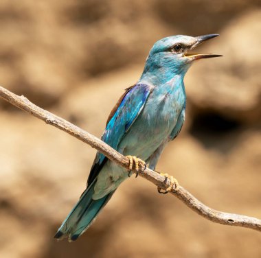Doğal ortamdaki kuşun yakın görüntüsü