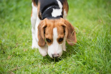 Şirin beagle köpek çim üzerinde çalışan