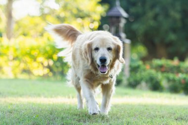 Golden Retriever köpeğinin portresi