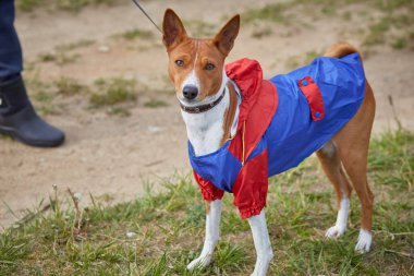 Basenji Portresi Köpek yağmur altında bahar yürüyüşü için giyinmiş.