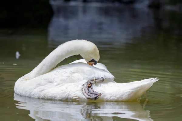 Imagen Cisne Blanco Agua Animales Vida Silvestre —  Fotos de Stock