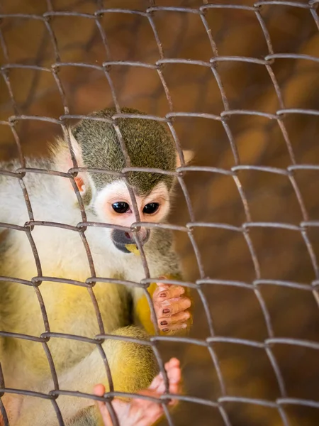 Imagem Macaco Esquilo Gaiola Animais Selvagens — Fotografia de Stock