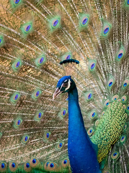 Obrázek Ukazuje Své Krásné Peří Páv Divoká Zvířata — Stock fotografie