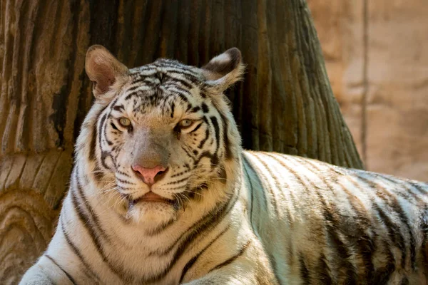 Εικόνα Του Μια Άσπρη Τίγρη Φόντο Φύση Άγρια Ζώα — Φωτογραφία Αρχείου