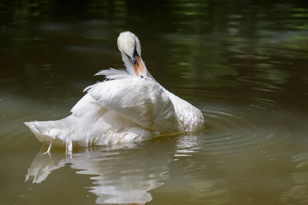 Imagen Cisne Blanco Agua Animales Vida Silvestre —  Fotos de Stock