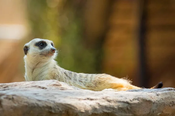 ミーアキャットや自然背景にアドオンのイメージ 野生動物 — ストック写真